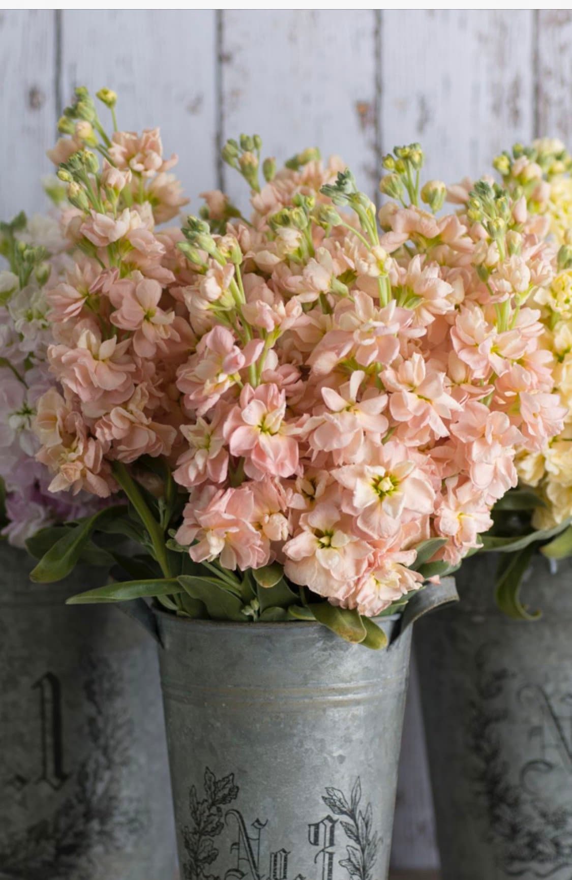 30 Seeds Stock Seeds Apricot Matthiola Incana - Etsy Canada