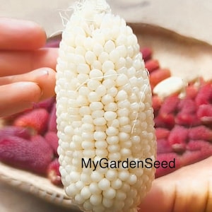 20 seeds Cute white strawberry corn. Popping Corn (ZEA MAYS)