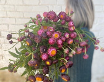 50 +seeds Unique  Strawflower Seed -  Copper Red