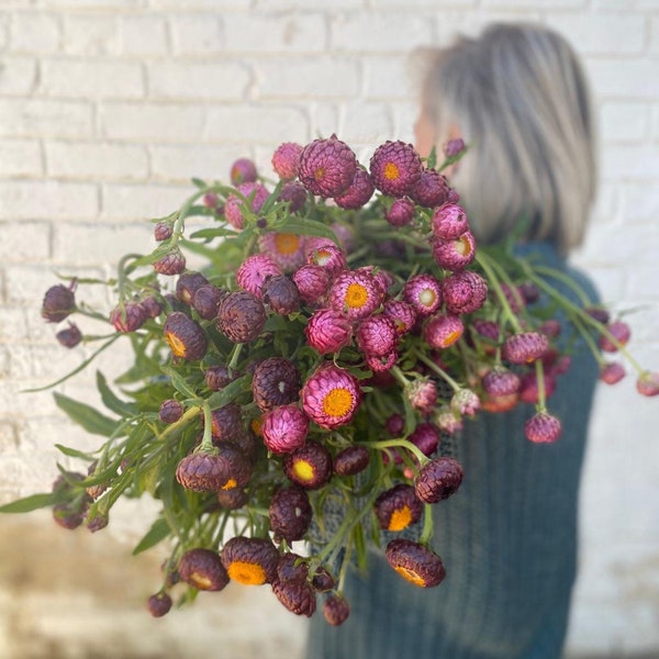 50 +seeds Unique  Strawflower Seed -  Copper Red