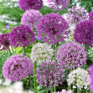 Peut inclure: Gros plan sur des fleurs d'Allium aux teintes de violet et de blanc. Les têtes florales sphériques sont composées de nombreuses petites fleurs en forme d'étoile, créant un affichage visuel attrayant. Les tiges et le feuillage verts servent de toile de fond naturelle.
