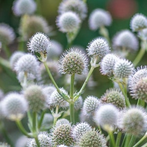 25 seeds Rattlesnake Master Eryngium yuccifolium