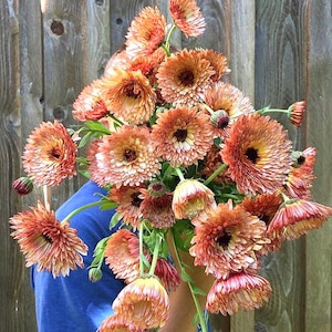 30 Samen Gefüllte Aprikose & pinky orange Ringelblume - mehrjährig