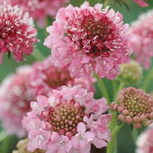 20 Scabiosa ‘Rose pink ’ - SCABIOSA ATROPURPUREA- great for the flower bed or patio containers