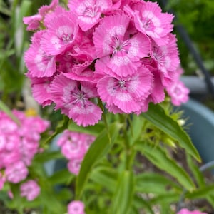 50 seeds Dianthus barbatus, ‘Pink’Sweet William,