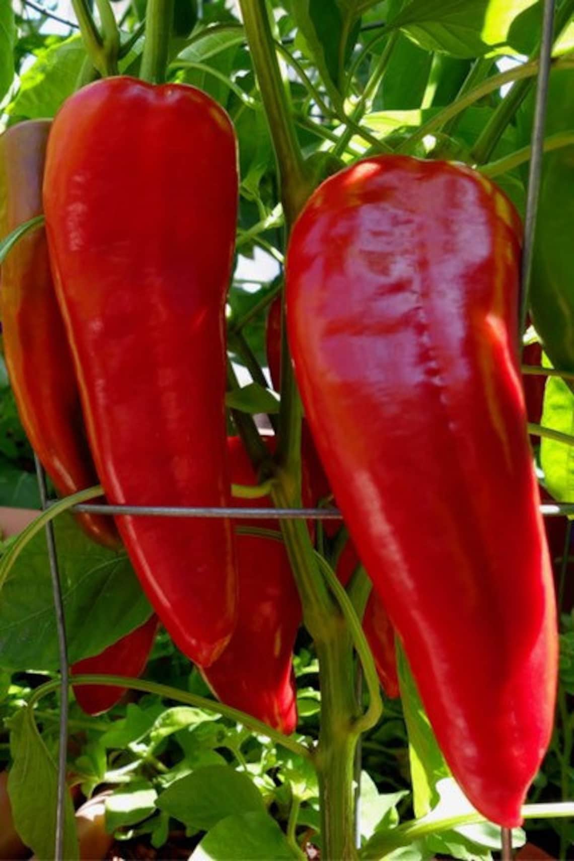 10 seeds Sweet Sweet Heirloom Red Gaint Marconi Pepper Seeds Etsy