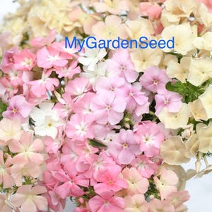 80 seeds Lovely  Beauty Phlox Of sheep pastel mix