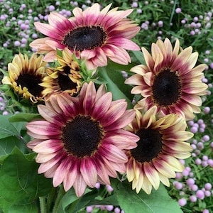 Peut inclure: Un bouquet de tournesols aux pétales roses, crème et bordeaux, avec des centres brun foncé. Les fleurs sont entourées de feuilles et de tiges vertes, avec un arrière-plan flou de petites fleurs violettes.