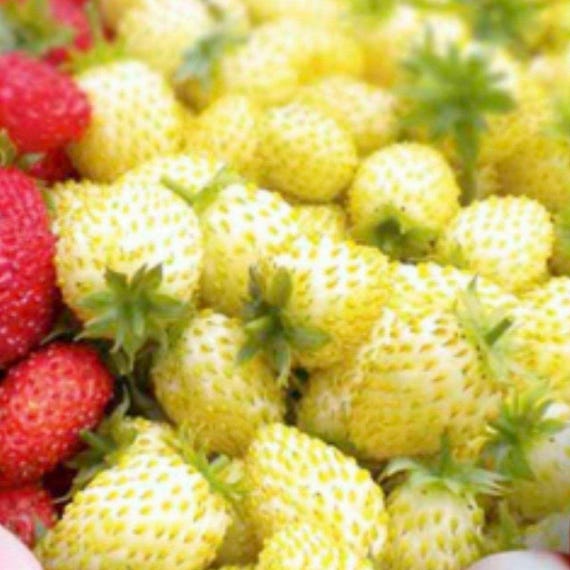 30 Seeds Yellow Wonder Organic Strawberry Seeds Fragaria Vesca Seeds - Etsy