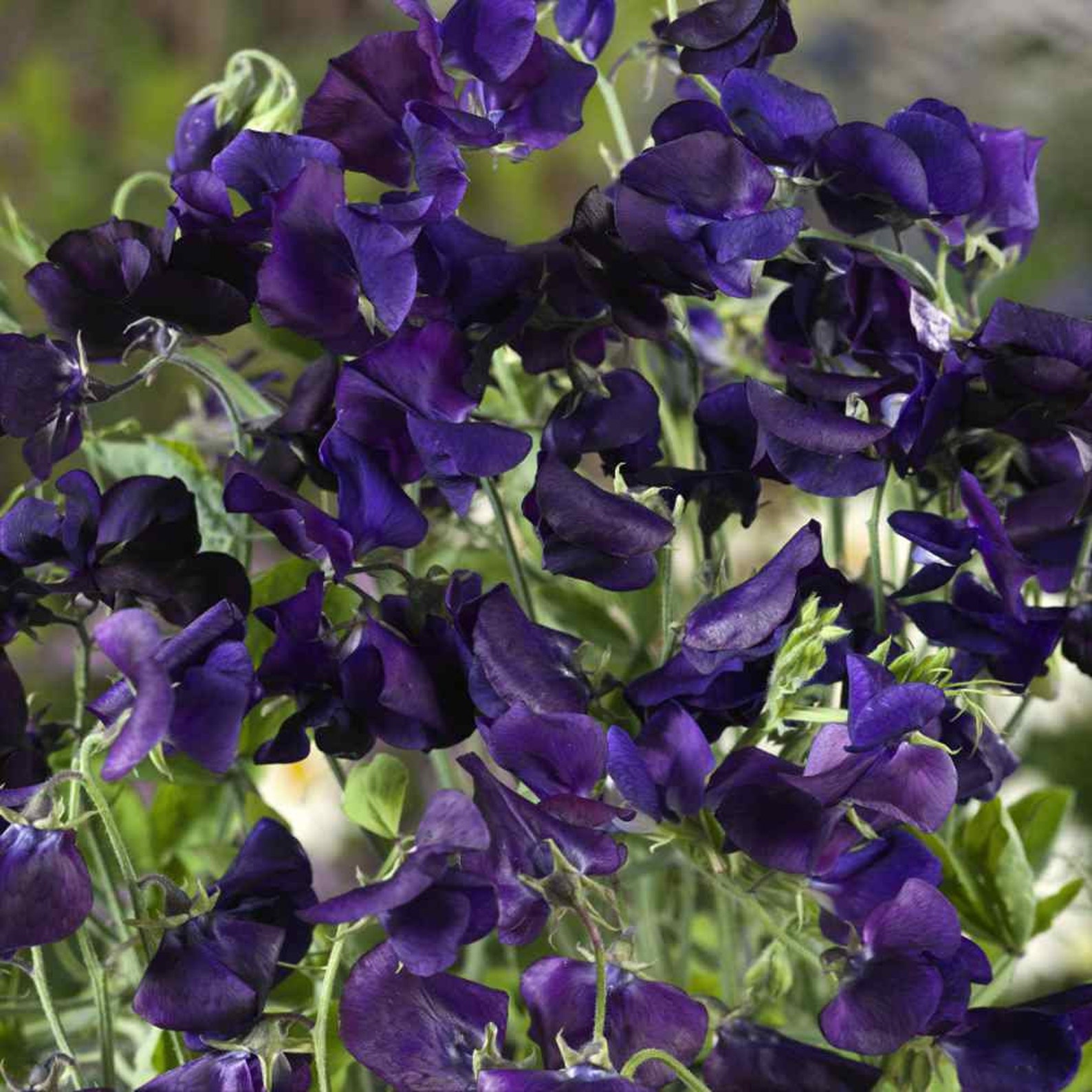 10 seeds Sweet Pea Royal Navy Blue Lathyrus Odoratus Etsy Canada