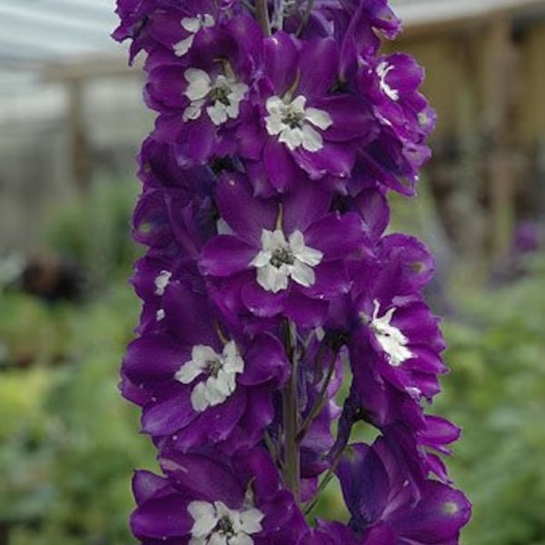 30+ seed Unique, King Arthur blooms Delphiniums Seed
