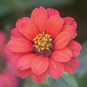 50 seeds lovely Orange Zinnia peruviana image 1