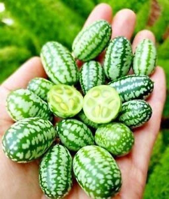 Mouse melon on sale