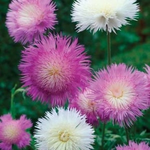 20 seeds Sweet Sultan mix Centaurea imperialis
