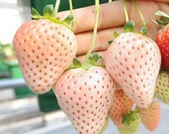 May include: Close-up of several white strawberries with pink blush and green stems. The strawberries are held in a hand, showcasing their unique color and texture. The berries have small red seeds.