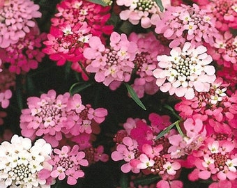 50 seeds Candytuft fairy mix / Annual / flower seeds