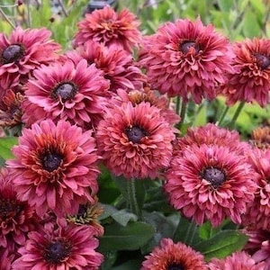 May include: A cluster of vibrant pink flowers with dark centers and layered petals. The blooms are in various stages of opening, set against a backdrop of green foliage. The flowers have a textured appearance, creating a full and lush display.