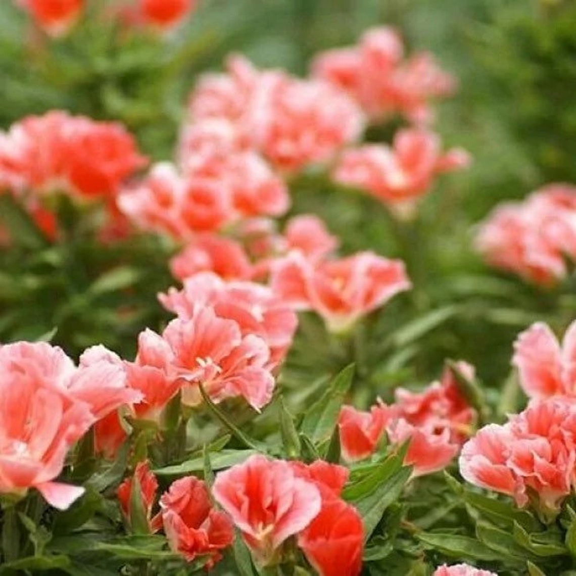 50 Seeds Godetia Apricot Godetia Grandiflora Azaelaflora Etsy