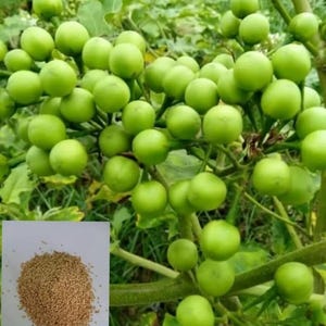 May include: Image of a plant bearing numerous small, round, green fruits. The fruits are attached to green stems with green leaves. A small pile of tan seeds is in the lower left corner.