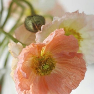 50 seeds Large cup shaped mix Iceland Poppies Seed cool weather image 8