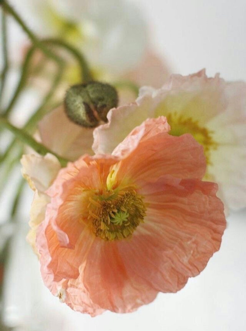 50 seeds Large cup shaped mix Iceland Poppies Seed cool weather image 8