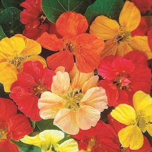 10 Seeds Jewel Mix Nasturtium