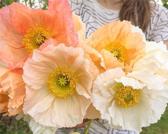 50 Seeds Large Cup Shaped Mix Iceland Poppies Seed cool - Etsy