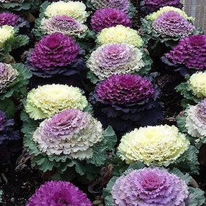 30 + seeds lovely Kale Ornamental Fringed Mix Brassica OLERACEA