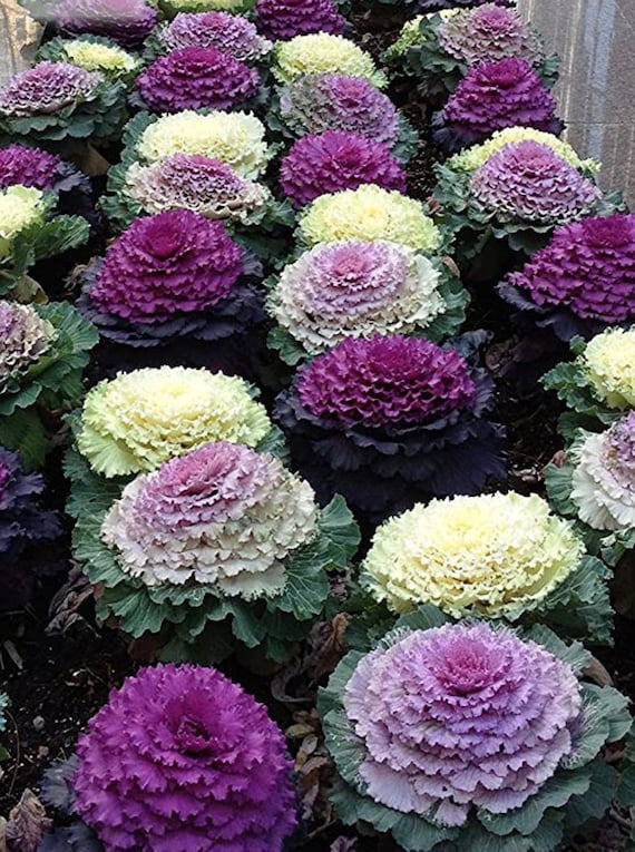30 ORNAMENTAL FLOWERING KALE FLOWER SEEDS MIX 30 ORNAMENTAL FLOWERING KALE FLOWER SEEDS MIX
