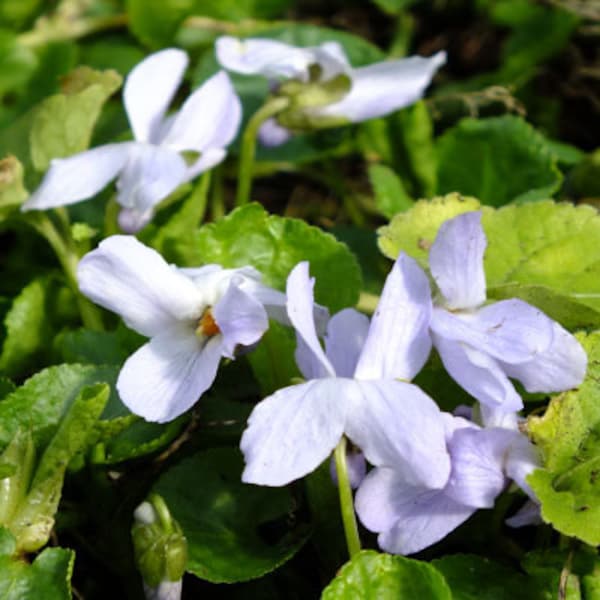 5 Seeds Rare Viola  Odorata (Sweet Violet Reine De Neiges) white perennial