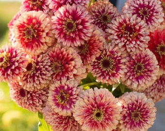 30 seeds Ice Queen Zinnia Elegans Seeds, Premier Cut Flower