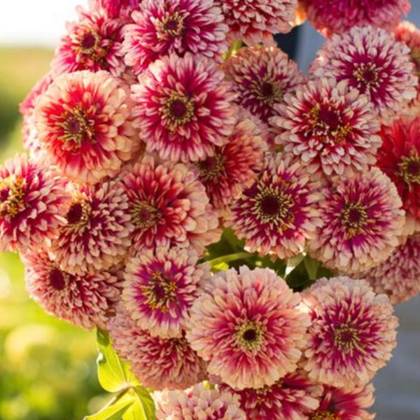 30 seeds lovely Ice Queen Zinnias Elegans Seeds