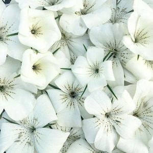 50 + seeds lovely Agrostemma Githago Pearl White