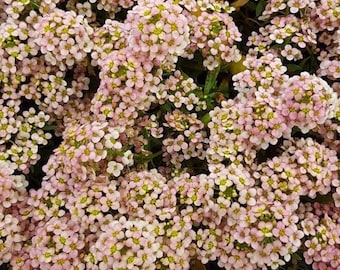 50+ seeds lovely Unique Peach Alyssum Seeds