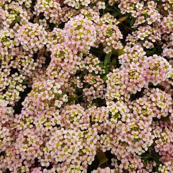50+ seeds lovely Unique Peach Alyssum Seeds