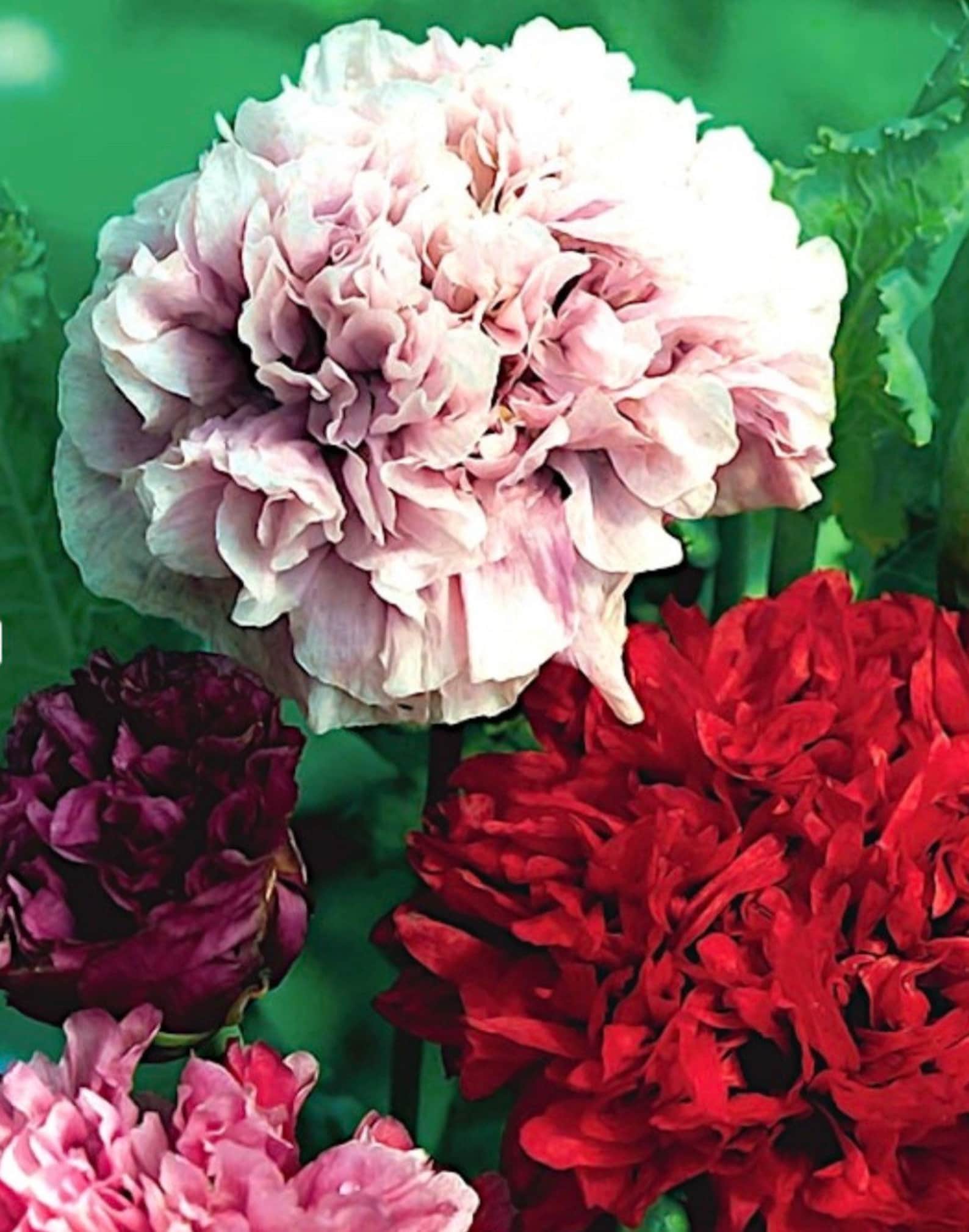 100 seeds Breadseed Peony Poppy mix Etsy