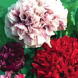 Op de afbeelding: Close-up van verschillende volledig bloeiende bloemen in tinten roze, rood en paars. De grootste bloem is lichtroze met gekreukelde bloemblaadjes. Andere bloemen zijn dieprood en donkerpaars. Groene bladeren zijn zichtbaar op de achtergrond.
