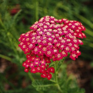 50 seeds Red Yarrow Achillea Millefolium image 2