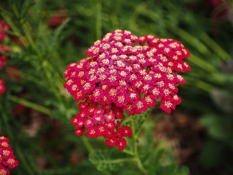 50 seeds Red Yarrow Achillea Millefolium image 2