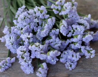 25 seeds Statice Seeds - Light blue Shades - Limonium sinuatum