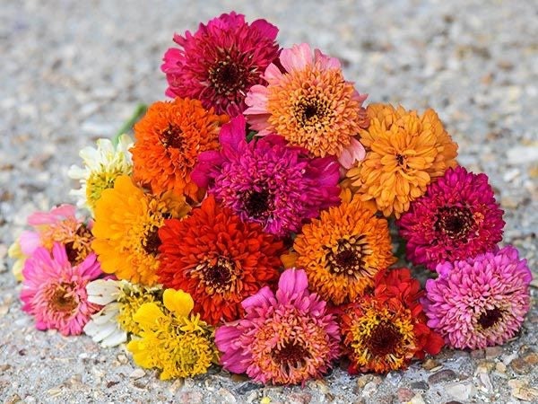 Zinnia Scabiosa Mix – 1000 Semi Fiori Zinnia Elegans – OVM Seeds