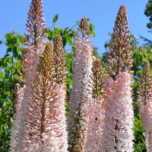 10 seeds Rare   EREMURUS aitchisonii Foxtail Lily, Desert Candle - Pink Salmon perennial
