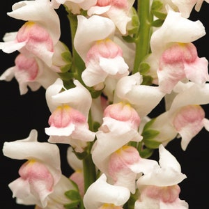 50 + seeds pink and peach Tall Snapdragons ( Antirrhinum majus )