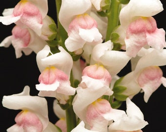 50 + seeds pink and peach Tall Snapdragons ( Antirrhinum majus )