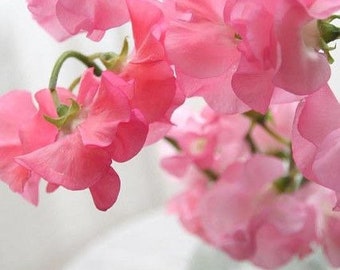 10 seeds organic sweet Pea  pink (Lathyrus odoratus)