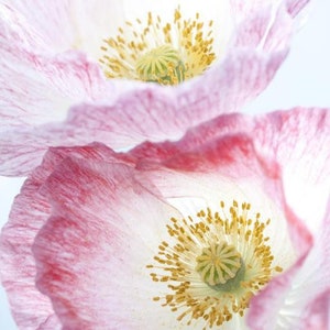 50 seeds Shirley Poppies Mothers ’ Pearls ‘(PAPAVER RHOEAS)