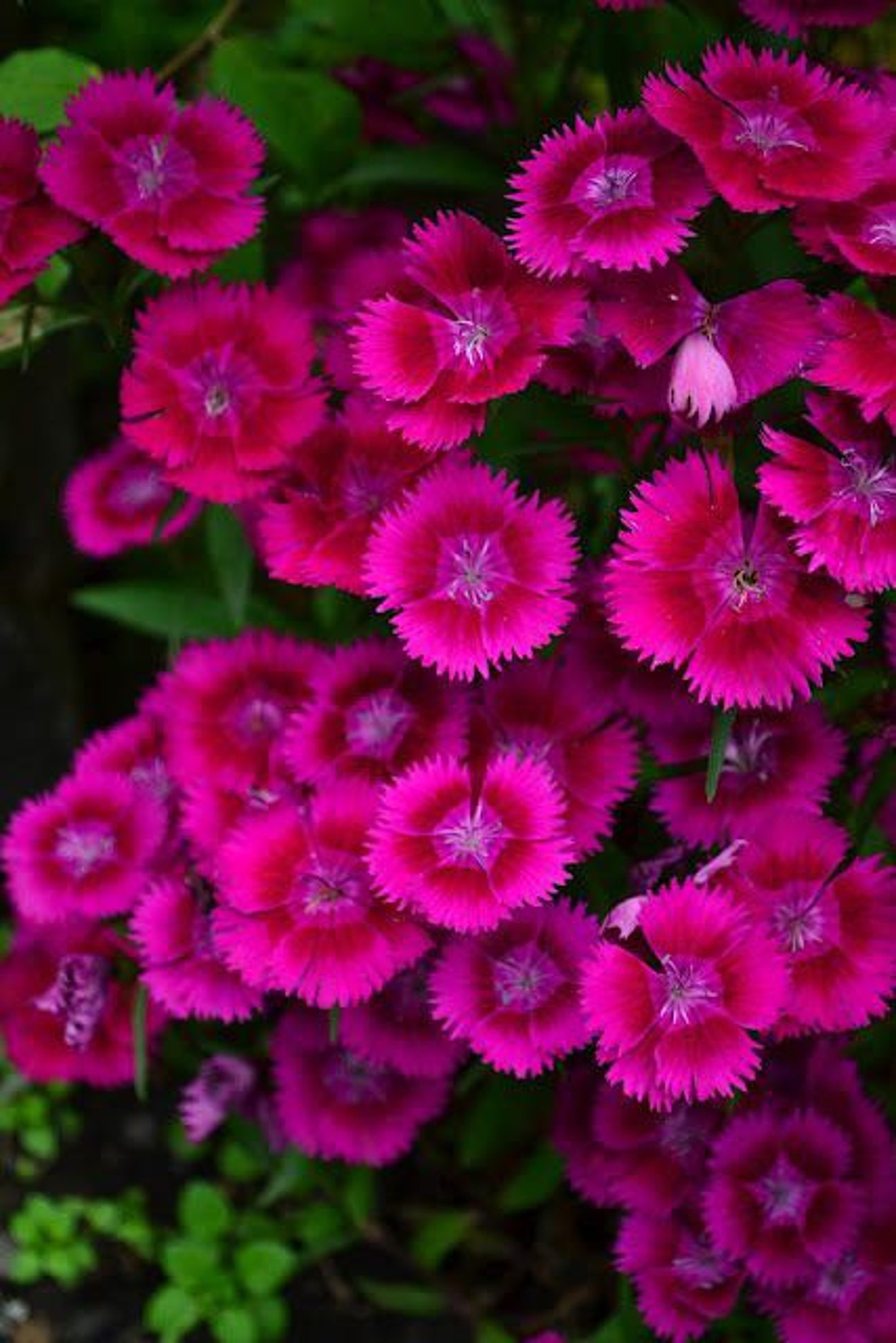 50 Seeds Dianthus Barbatus Purple Sweet William Tall Etsy