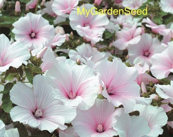 25 seeds Lavatera White blush Mallow Seeds - annual