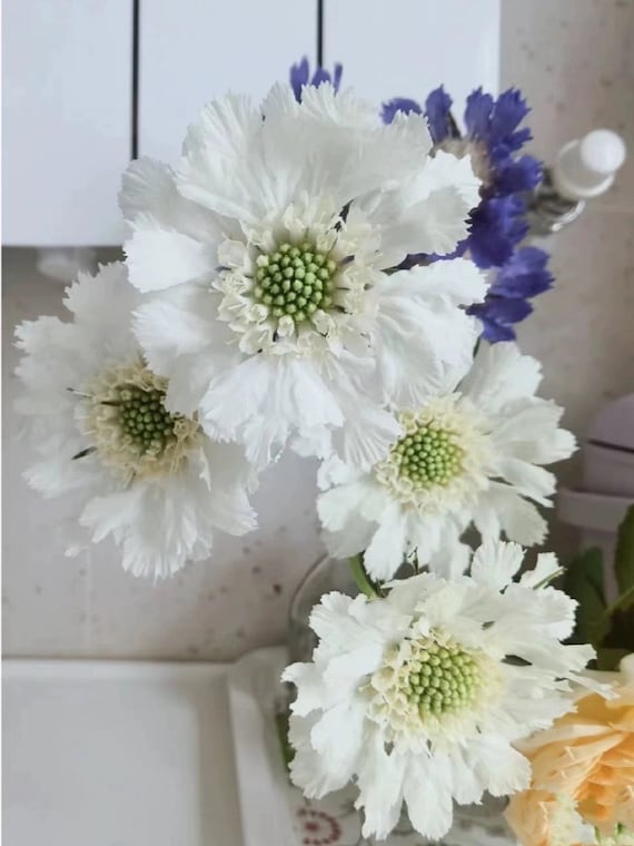 20 Scabiosa 'fama White' - SCABIOSA ATROPURPUREA- Great for the