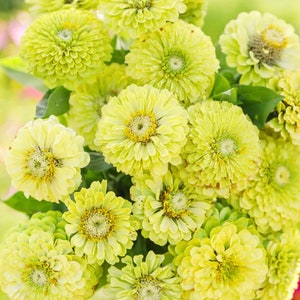 Peut inclure: Gros plan d'un bouquet de zinnias chartreuse. Les fleurs présentent de multiples couches de pétales doux, avec des centres jaunes. L'image met en valeur la texture et les détails des fleurs. L'arrière-plan est vert tendre.